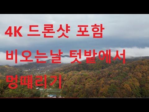 비오는날 멍때리기-보너스 대장관을 보다