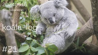 [koala-log] コアラログ #21 多摩動物公園 240516 🐨