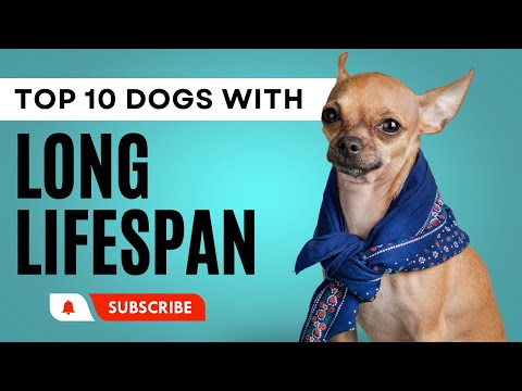 Dog Breeds That Live The Longest | Pets Guide