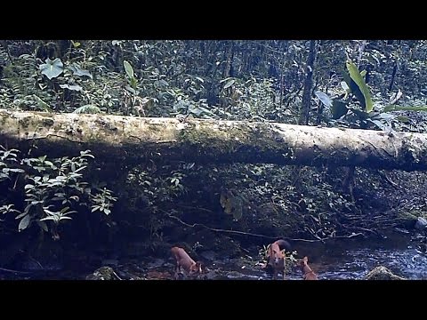 #FromTheField Dholes