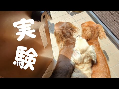 犬4匹多頭飼い ちょっと実験してみました