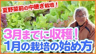 家庭菜園や農園で３月までに最短収穫！野菜をすぐに大きくするためのテクニックを徹底解説！