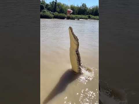 Crocodile eating