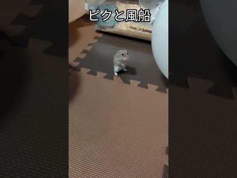 ハムスターと風船で遊ぶ（ピク）#ハムスター #cutepet #hamsters #手乗りハムスター #癒し #可愛い#風船