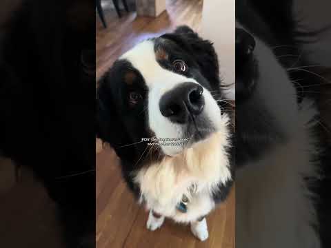 My two year old dog hasn't learned "walk" yet