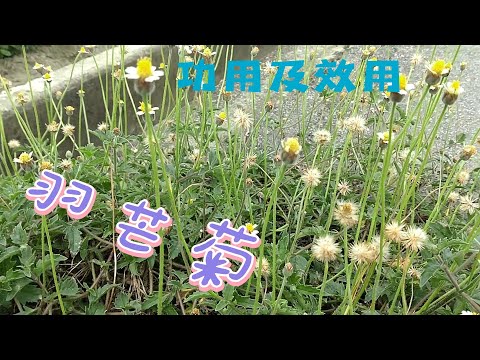 羽芒菊介紹#青草#草藥#野草