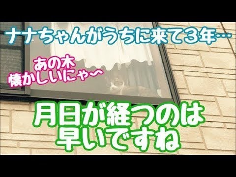 ナナが来て3年　月日が流れは早いですね〜