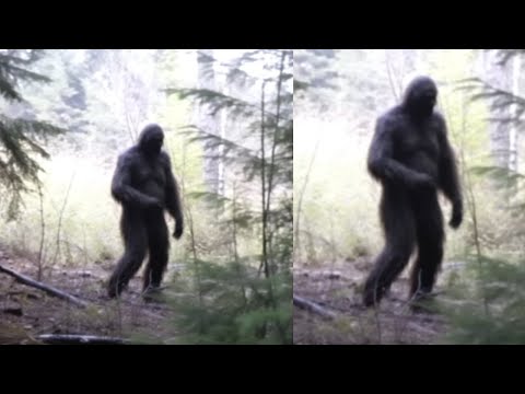 The Most Chilling and Convincing Bigfoot Videos Caught on Camera!