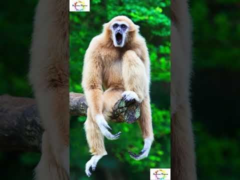 Facts About Gibbons #shorts #shortsfeed #weirdanimals  #facts #mystery #science #gibbons #trending