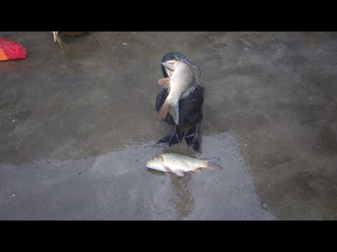 Cormorant eats two fish bigger than its head at once