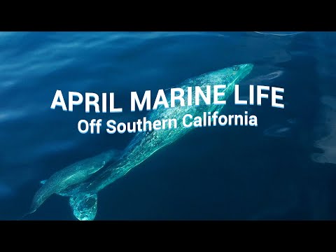 WHALES & DOLPHINS You Could See in APRIL off Southern California 🐳🐬