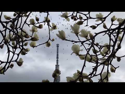 カモメ　大群　♪　　木蓮の花　舞う　✿　隅田公園　☆　桜橋　2024年　3月7日　Magnolia flower　Asakusa　♬　東京スカイツリー