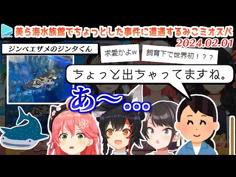 美ら海水族館でジンベエザメの学会報告レベルの激レア行動を目撃してしまうみこミオスバ【2024.02.01/ホロライブ切り抜き】