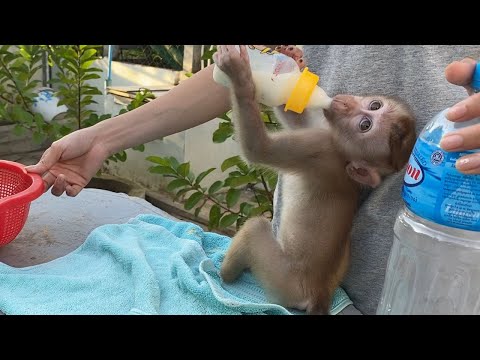 Cute baby boy sit drink milk look is very so cute