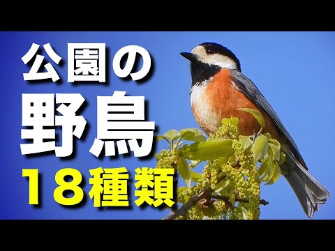 公園で見られる野鳥を18種類ほど紹介します！【鳴き声つき】