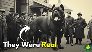 5 Most POWERFUL Extinct Dog Breeds You Don't Know About!