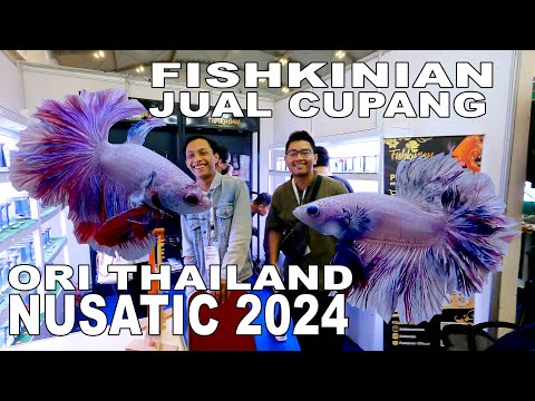 FISHKINIAN JUAL CUPANG ORI THAILAND DI  NUSATIC 2024