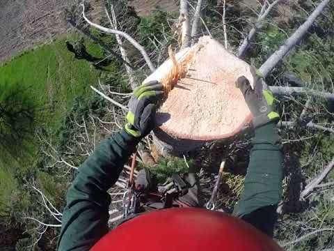 Damaged Spruce Wreck