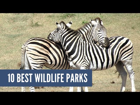 Biggest Animal in the Safari 🦁 Police Car Chase 🚨 and +More Kids#YouTubeShorts #trending