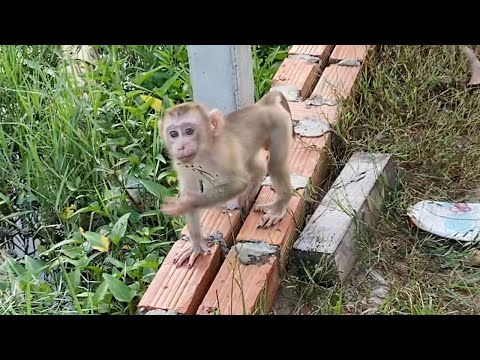 Adorable baby boy to playing outside look is very happy