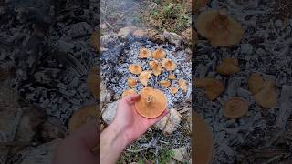 Cooking Mushrooms on Campfire Coals | Ultimate Outdoor Recipe Experience