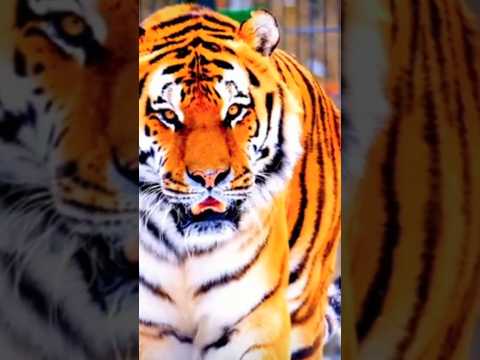 झुके गया नहीं साल #tigersafari #attitude #youtubeshorts #wildlife #discovery #channel