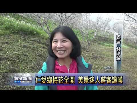 仁愛鄉梅花全開 美景迷人遊客讚嘆 南投新聞