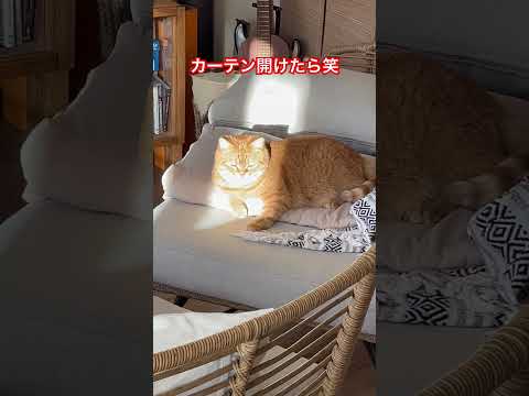 カーテン開けたらちょうど顔だけに朝日が当たって起きちゃった猫 #たまたま #朝日 #かわいい