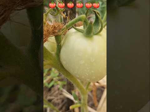 Tomatoes 🍅 so fresh in garden (S-118) #shorts #youtubeshorts #garden #plants #nature #tomato