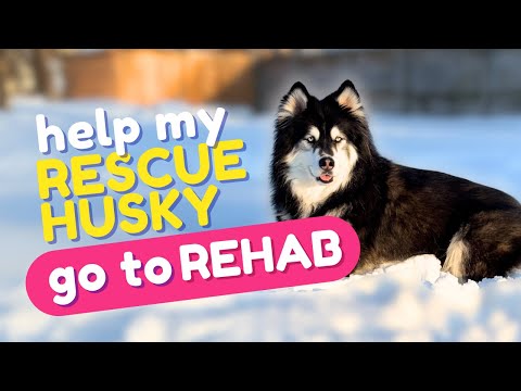 Your Views Help my Rescue Husky go to Rehab