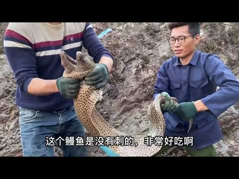 【阿向趕海】百斤巨型魔鬼魚打窩 制服價值兩千的鰻魚之王 首獲罕見炸彈怪魚，魚獲怒賺4000元