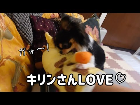 やっぱりキリンが好きなチワワ♡