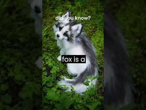 The Canadian Marble Fox #intrestingfacts #facts #shorts