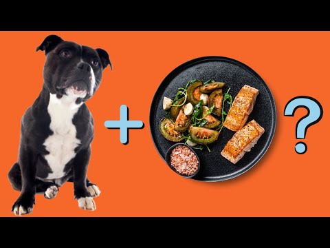 11 Human Foods That Staffies LOVE to Eat