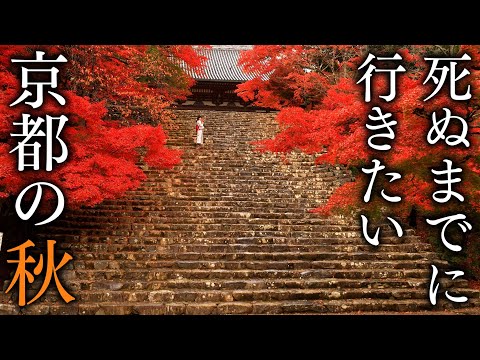 Arashiyama and Ukyo-ku: 19 Best Spectacular Autumn Foliage Views in Kyoto - JAPAN in 4K