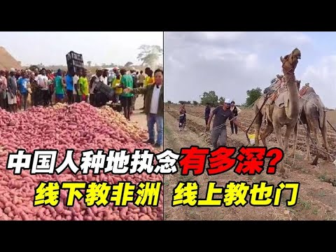 中国人的种地执念有多深？教非洲人种红薯，教也门人拉犁播种