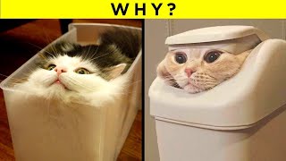 Strangest Cat Behaviours Finally Explained