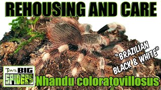 Nhandu coloratovillosus "Brazilian black and white" Rehouse and Care