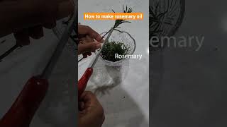 How to make rosemary oil: The quick and easy way! #shorts #rosemary #rosemaryoil