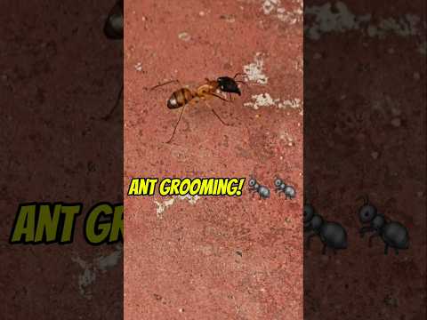 Ant Grooming 🐜🐜🐜 #findinggspots