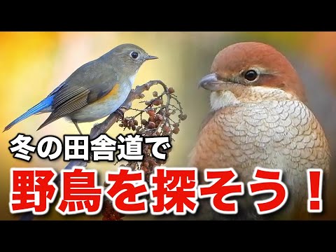 自然を感じる瞬間！野鳥と共に過ごす心癒される時間～