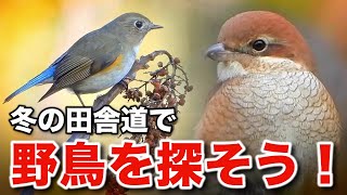 自然を感じる瞬間！野鳥と共に過ごす心癒される時間～