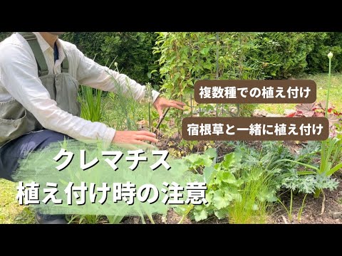 【花】クレマチスを複数種植え付け、宿根草と植え付け時のポイントを解説！