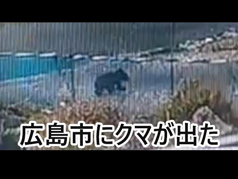 広島市で熊が出たと言うので拡散致します