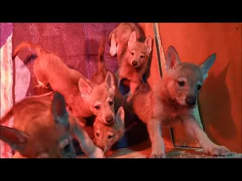 Czechoslovakian Wolfdog "Vanya Lupi del Montale" 45 Days Old Puppies