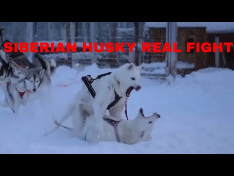 Siberian Husky Real Fight-Animal Fight