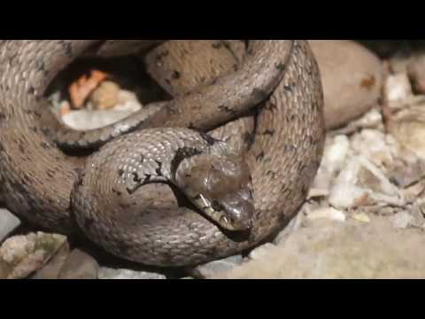 Ringelnatter wird von Kater bedroht  Grass Snake threatened by tom-cat