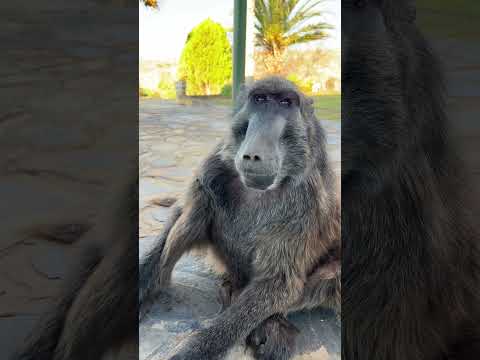 These Baboon sounds are amazing! 🤩 #monkey #animalsounds #cuteanimals #animallover #farmlife