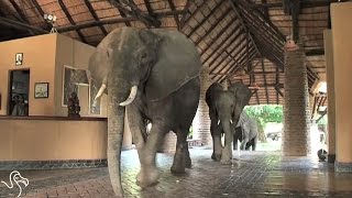 Elephants Cut Through Hotel Lobby To Get To Mango Tree