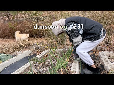 Rural life in Korean winter vlog 231) Cold wave